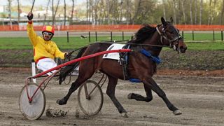 American standardbred horse breed in a trotting race