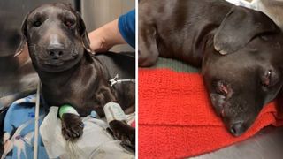 dog bitten by rattlesnake