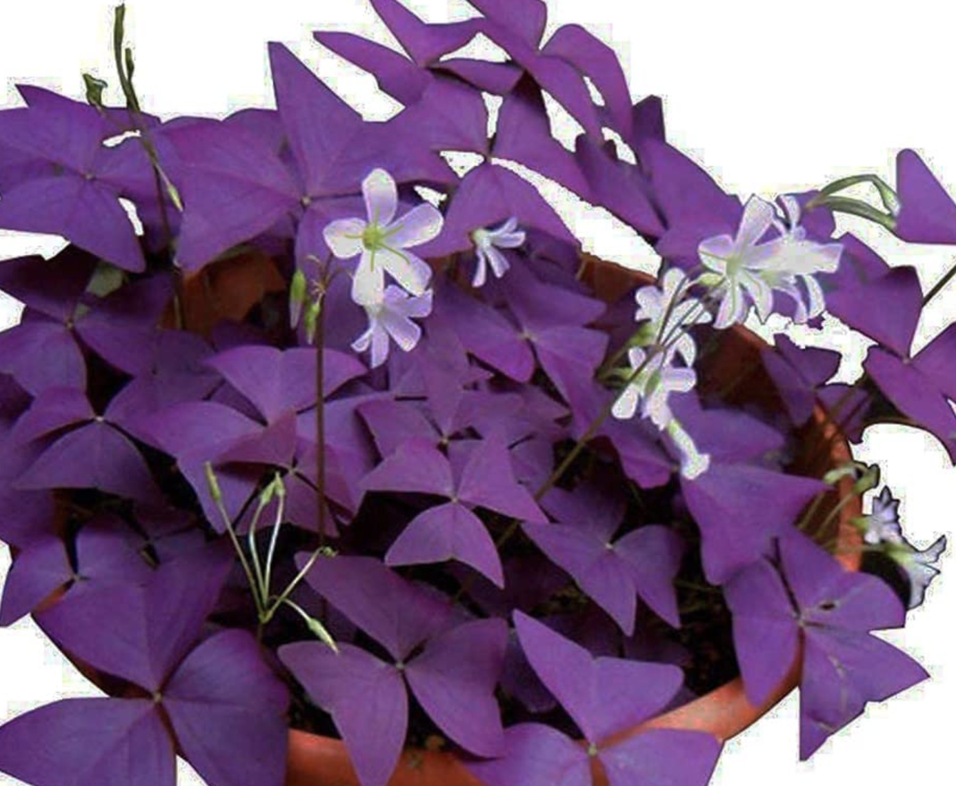 The Best Indoor Plants That Flower All Year Round | Livingetc