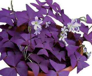 purple oxalis plant