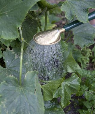 Feeding a cucumber plant with a liquid fertilizer from a watering can