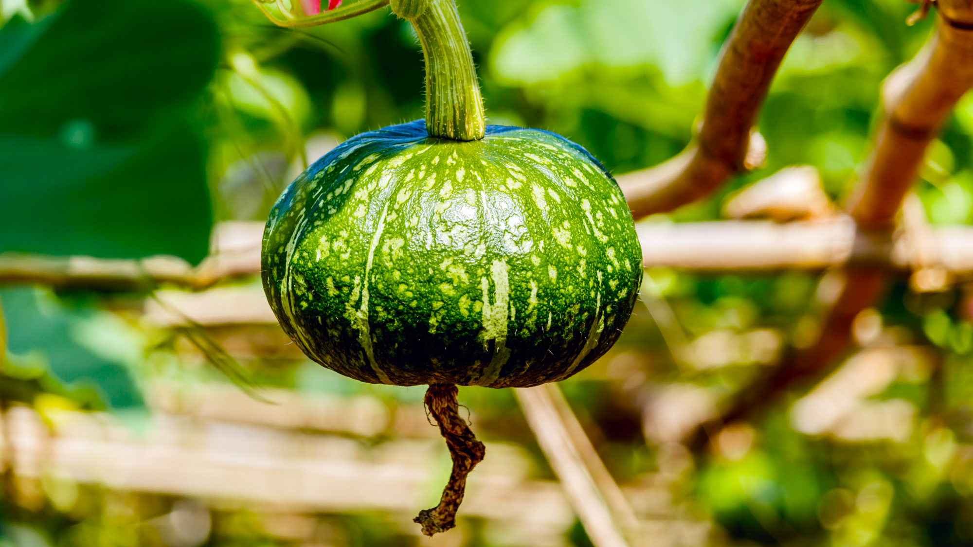 Winter squash growing in fall sunshine