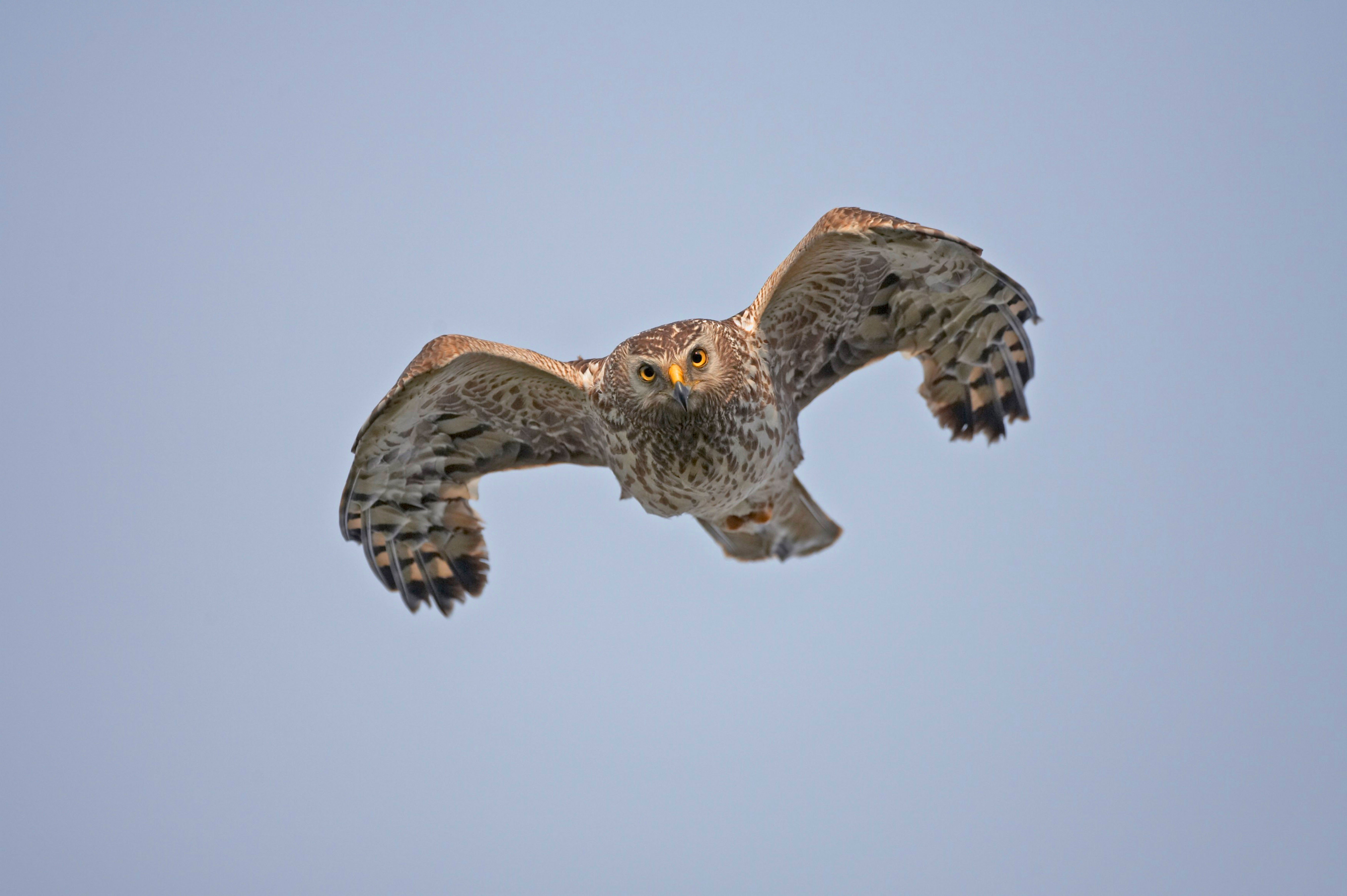 Hen harrier
