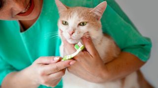 A cat having their teeth cleaned by their owner