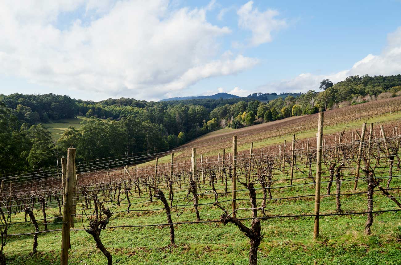 Forest surrounds the slops of Bastard Hill Vineyard, Yarra Valley