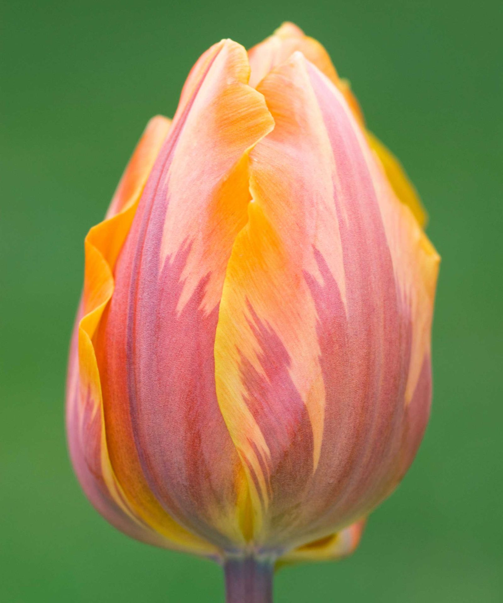 Best spring bulbs 14 choices for beautiful displays Gardeningetc
