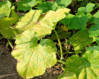 Yellow leaves on cucumber plants