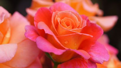 Romantic rose variety in full deep pink bloom