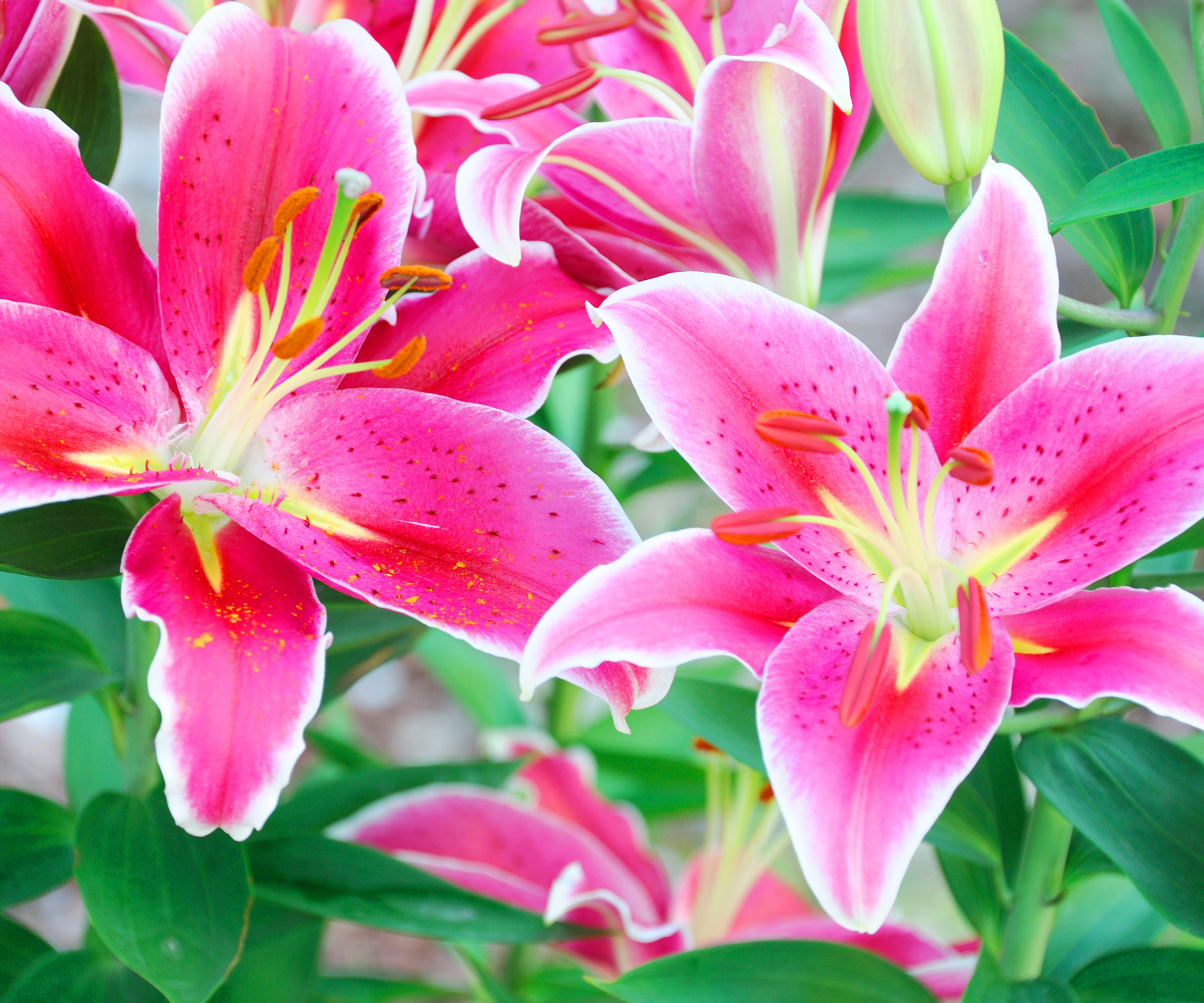 bright pink lily heads in full bloom