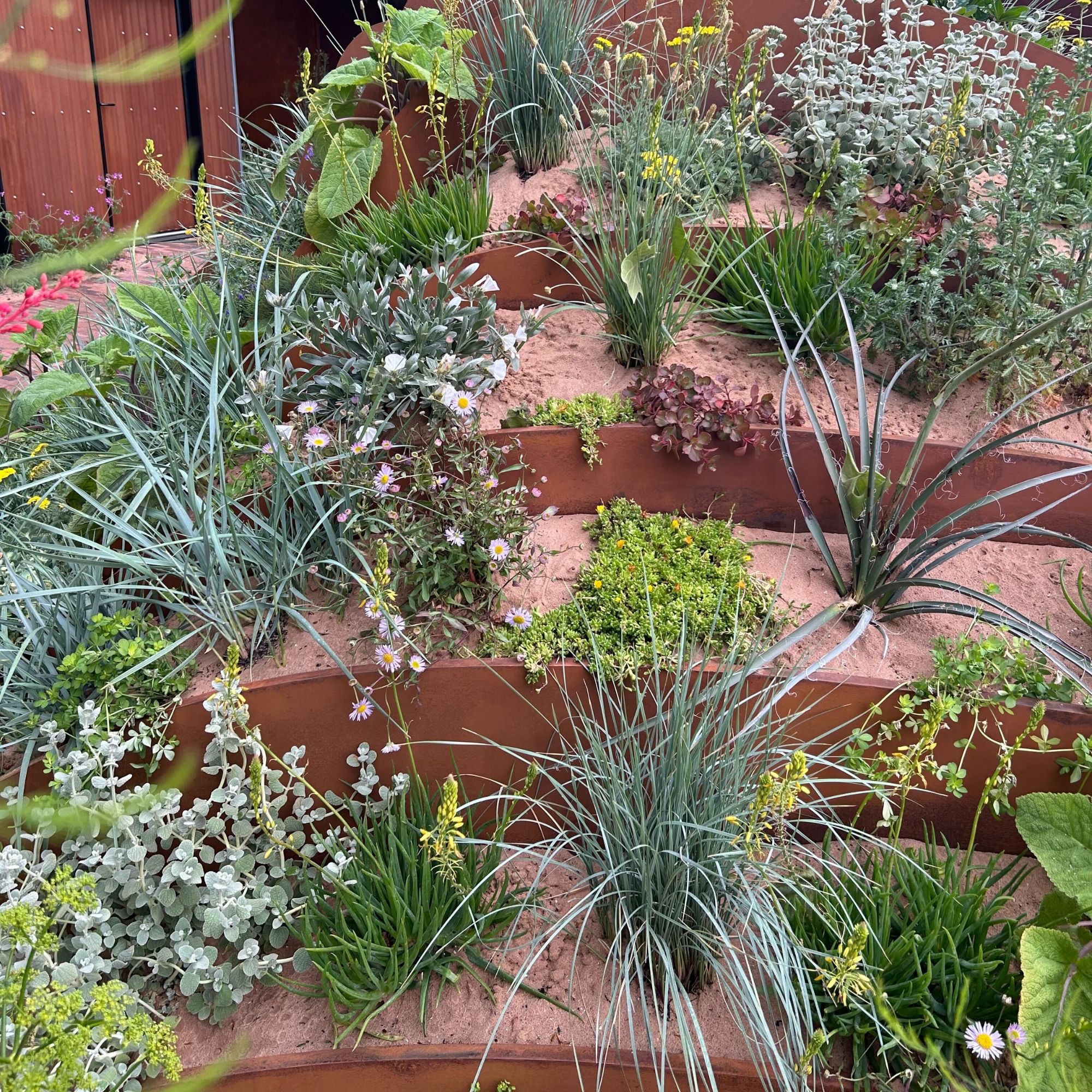 Plants growing in sand in The Hospitalfield Arts Garden at the RHS Chelsea Flower Show 2025