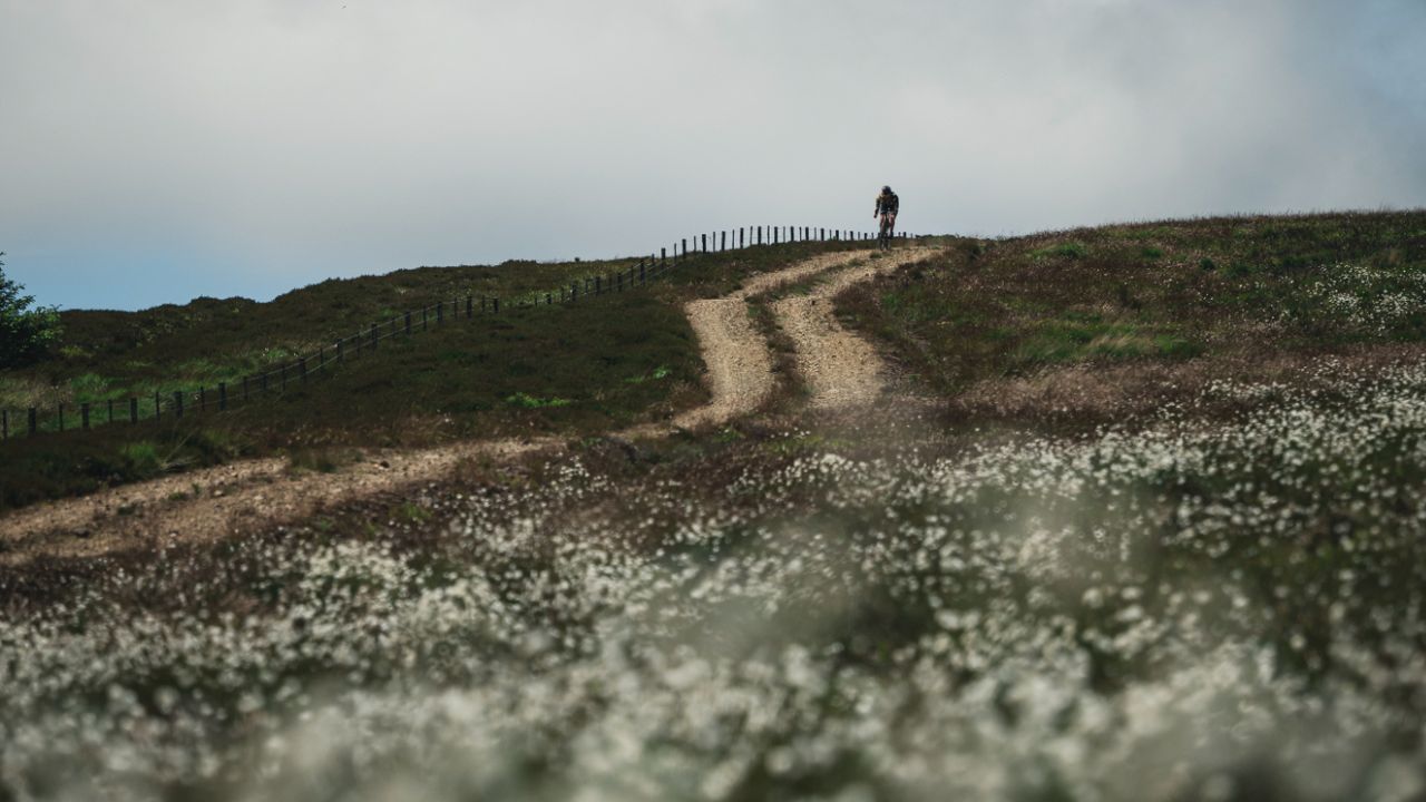 A cyclist rides down a gravel track surrounded in white flowers