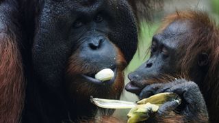 Orangutans