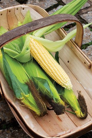 freshly picked corn crop in a wooden trug