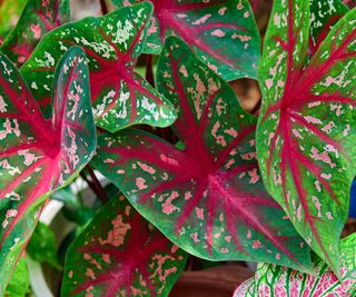 Caladium, Elephant Ears, how to overwinter tender bulbs