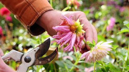 deadheading dahlias