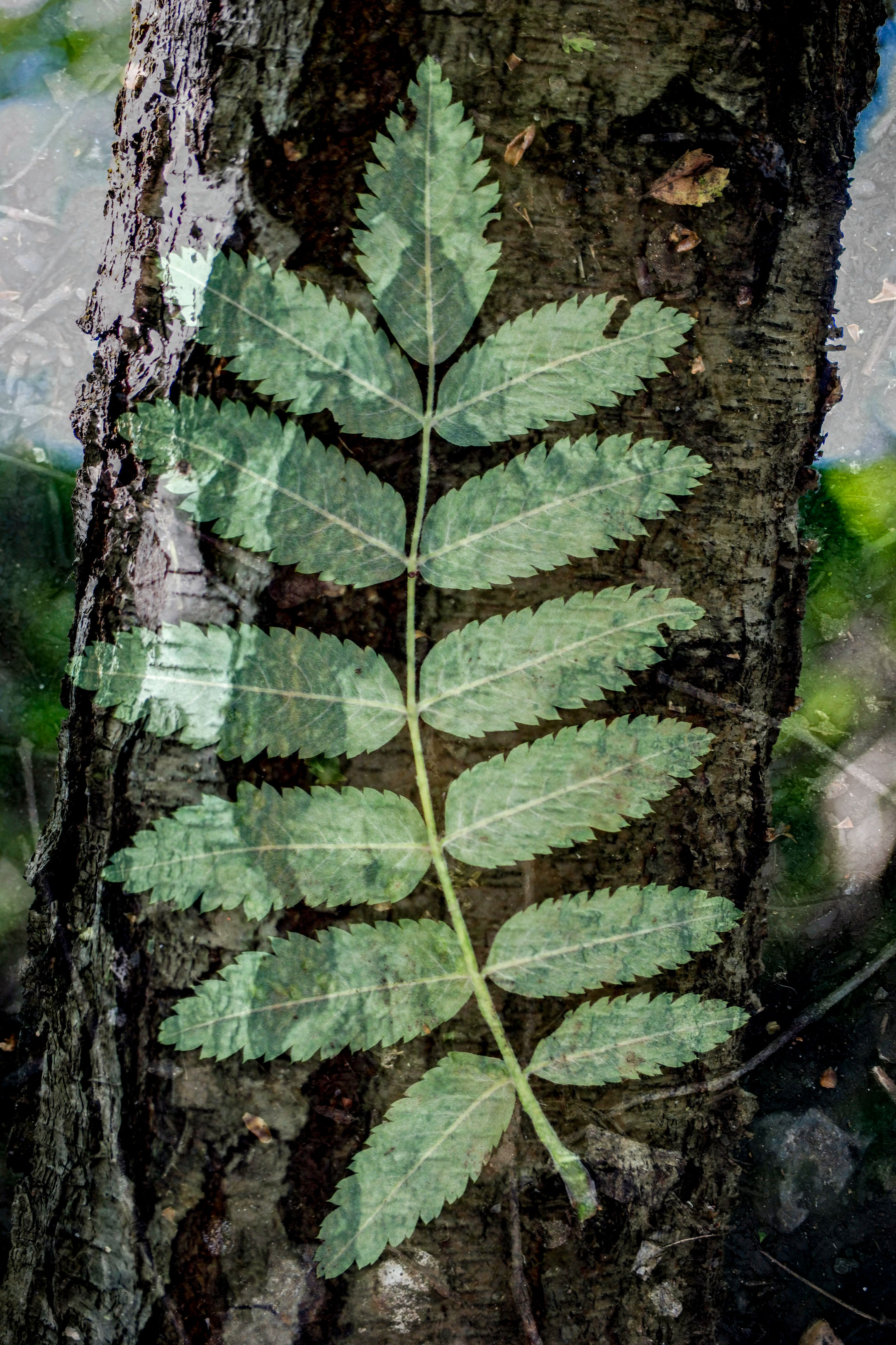 A double exposure of an arrangement of leaves and tree bark