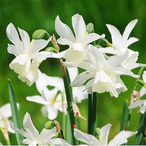 5 Thalia Narcissus Bulbs - Top Size Narcissus Bulbs