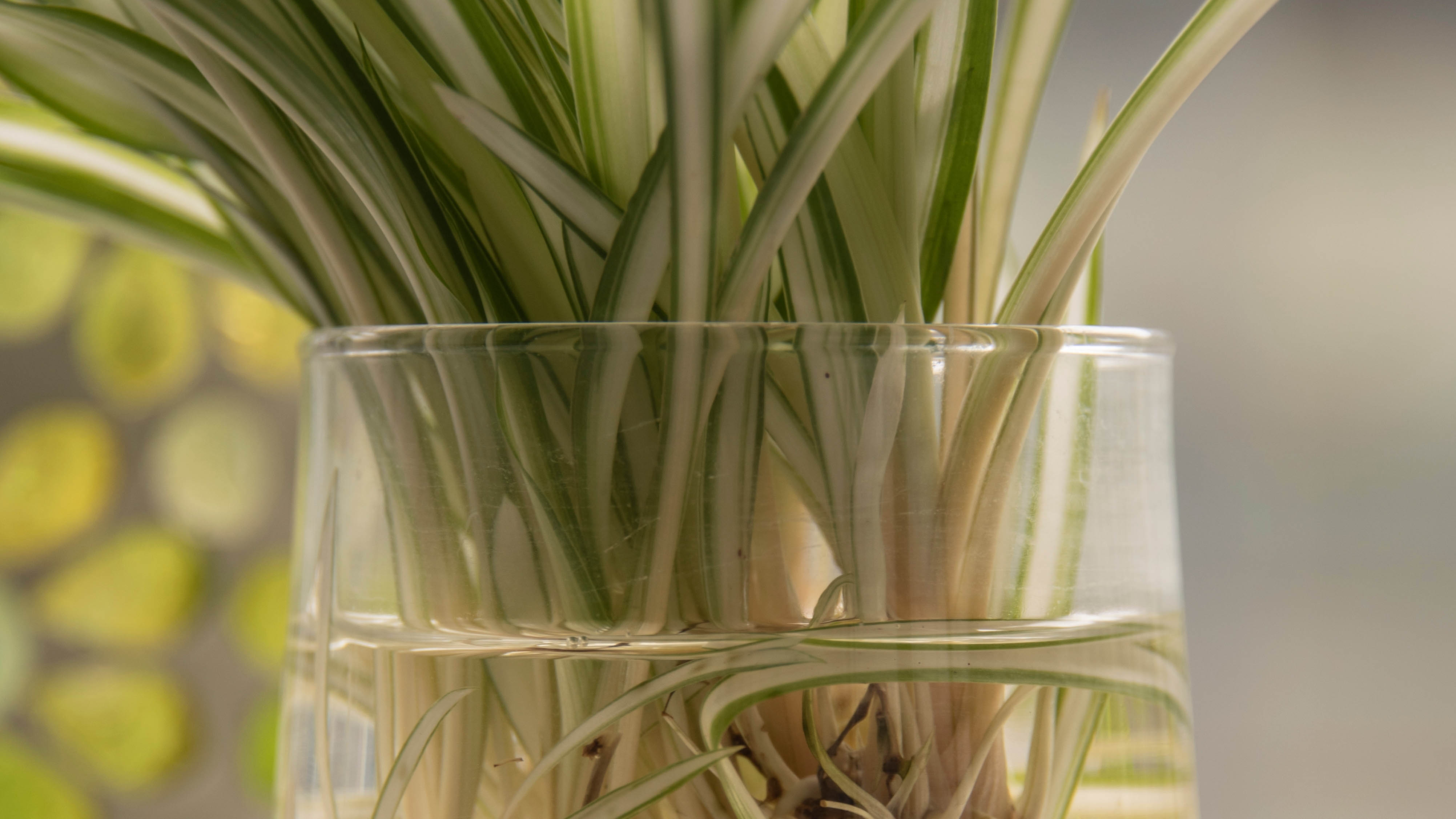 Spider plant in water
