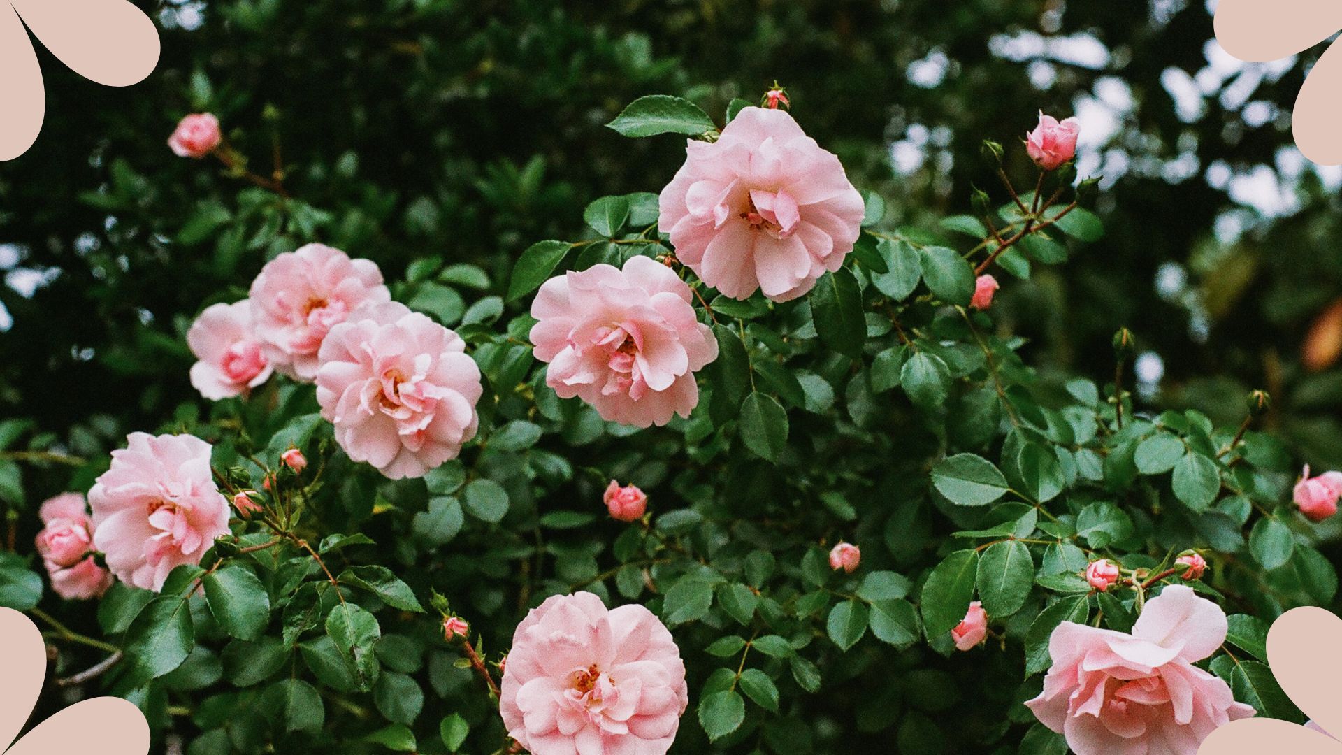 picture of pink rose bush growing in garden