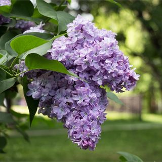 Lilac tree