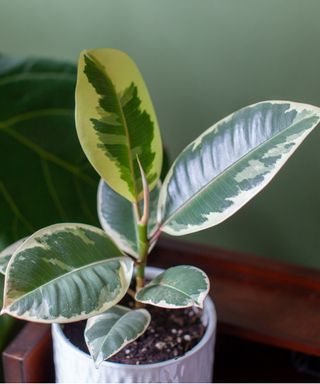 variegated rubber plant