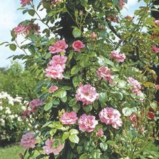 Pink Rosa Bantry Bay Climbing Hybrid Tea rose