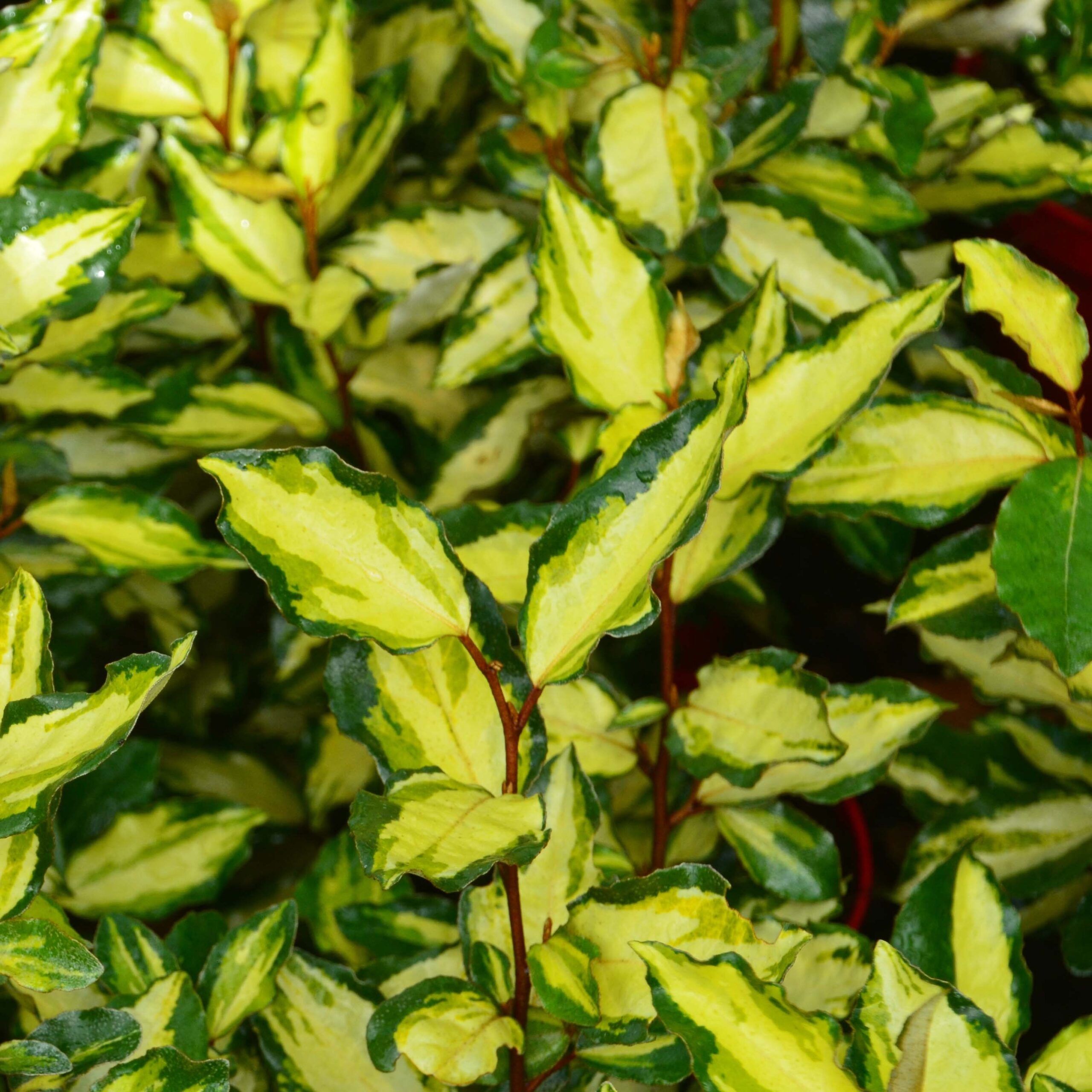 Elaeagnus Ebbingei Maryline