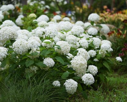 hydrangea 'Annabelle'