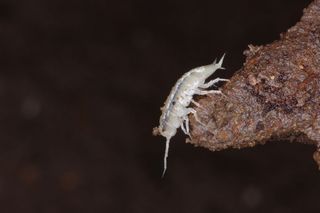 Macro Photograph of Cave Insect