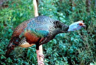 until this discovery, scientists assumed the Maya only used the native, wild ocellated turkey (Meleagris ocellata), shown here, until as late as the year 1000.
