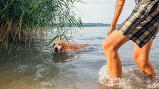 Dog swimming with owner