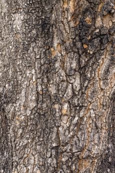 Pecan Tree Bark