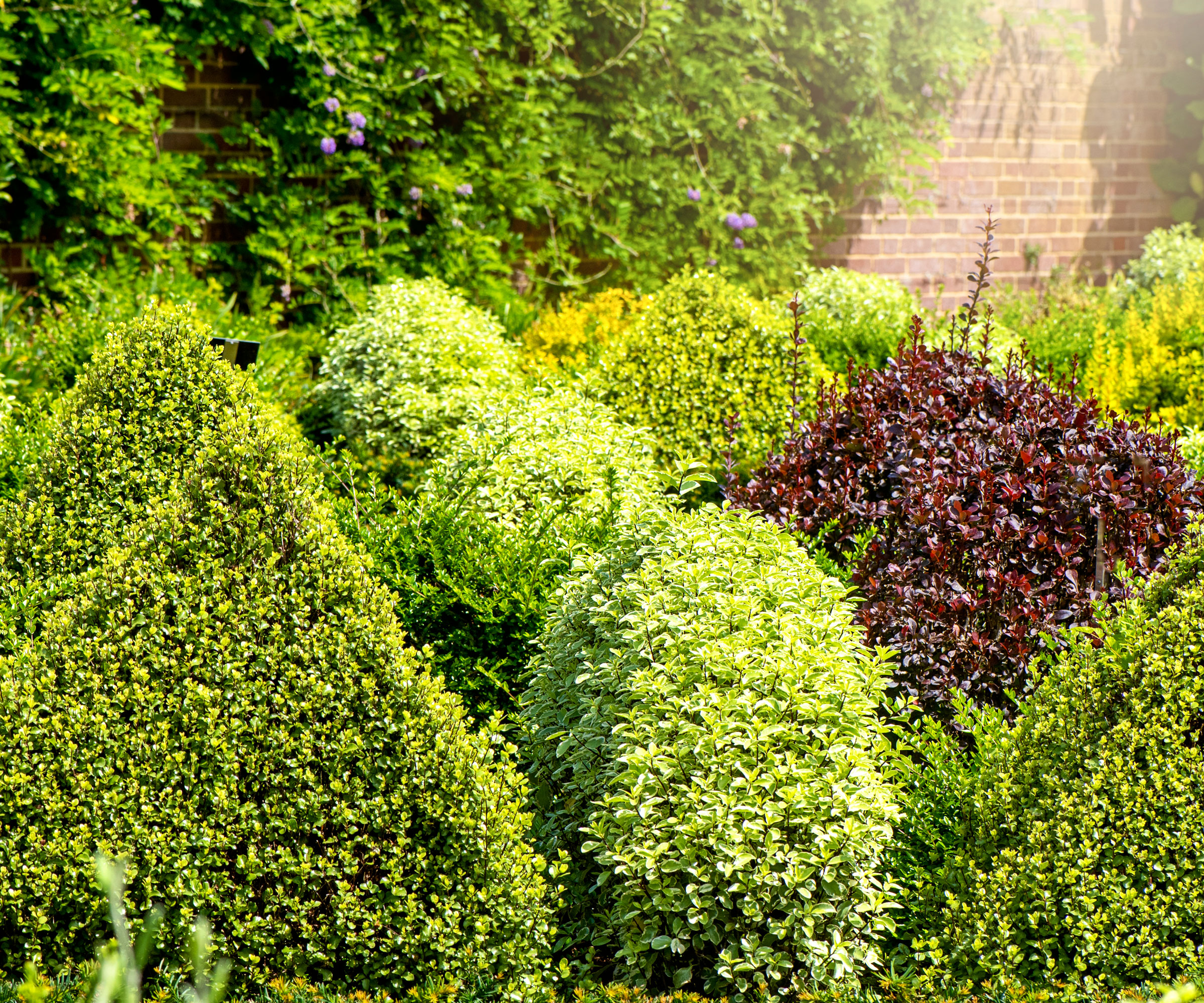 boxwood shrubs growing in backyard with different colored shrubs nearby