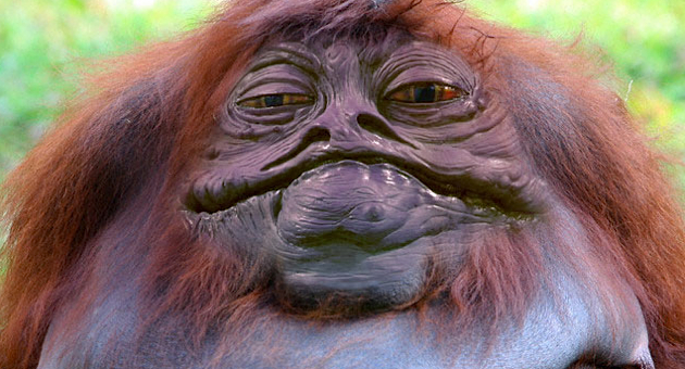 Jabba's hippie days?