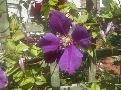flower