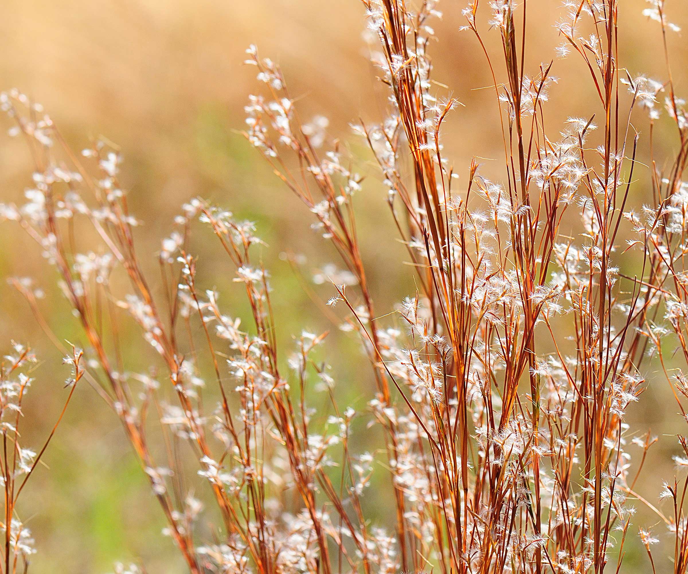 little bluestem ornamental grass