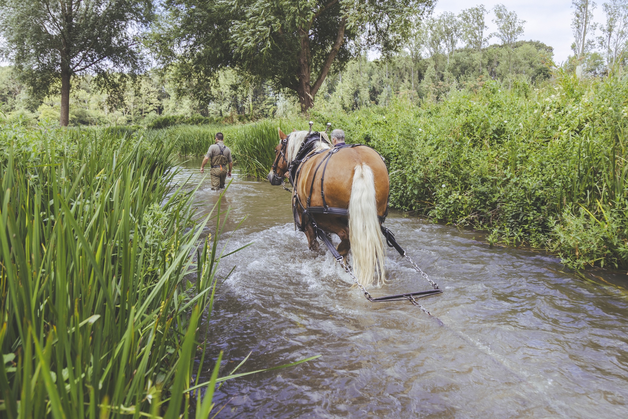 A draught horse pulling a chain harrow in a river