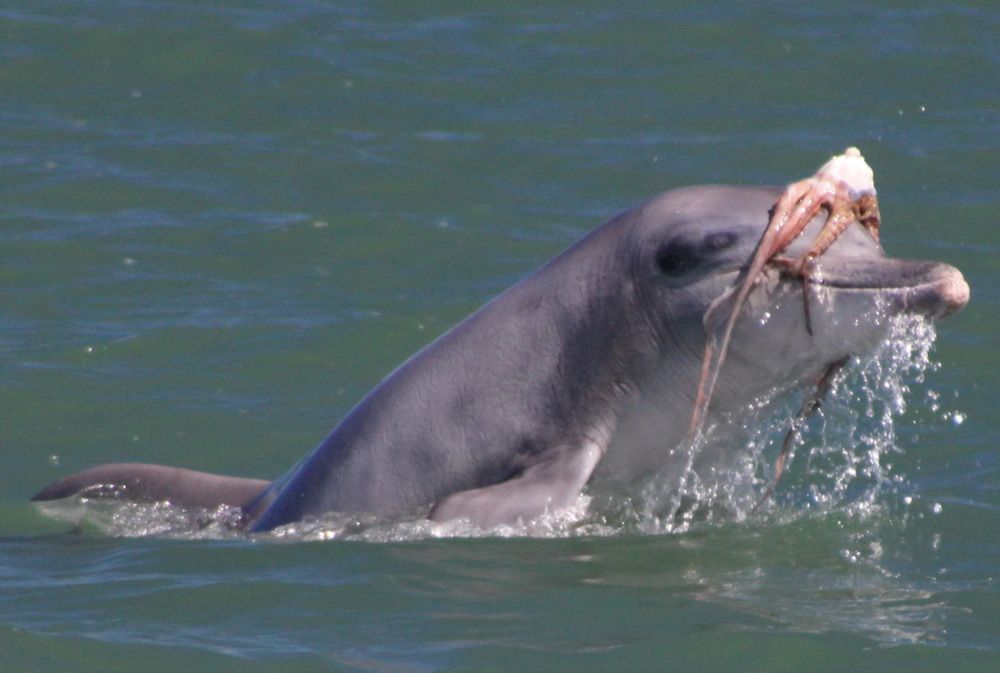 Dolphins were observed shaking octopus onto the water’s surface, and tossing their prey several meters into the air multiple times to help break-down and tenderize the animal before eating it.