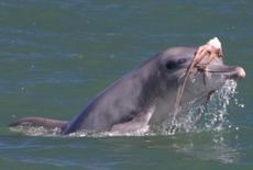 Dolphins were observed shaking octopus onto the water&rsquo;s surface, and tossing their prey several meters into the air multiple times to help break-down and tenderize the animal before eating it.