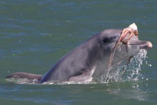 Dolphins were observed shaking octopus onto the water’s surface, and tossing their prey several meters into the air multiple times to help break-down and tenderize the animal before eating it.