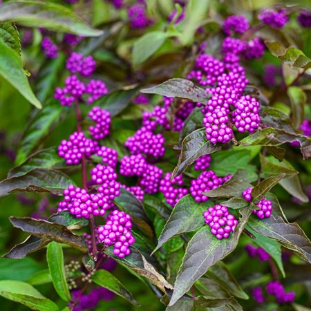 Early Amethyst Beautyberry Bush Potted Deciduous Flowering Starter Plant