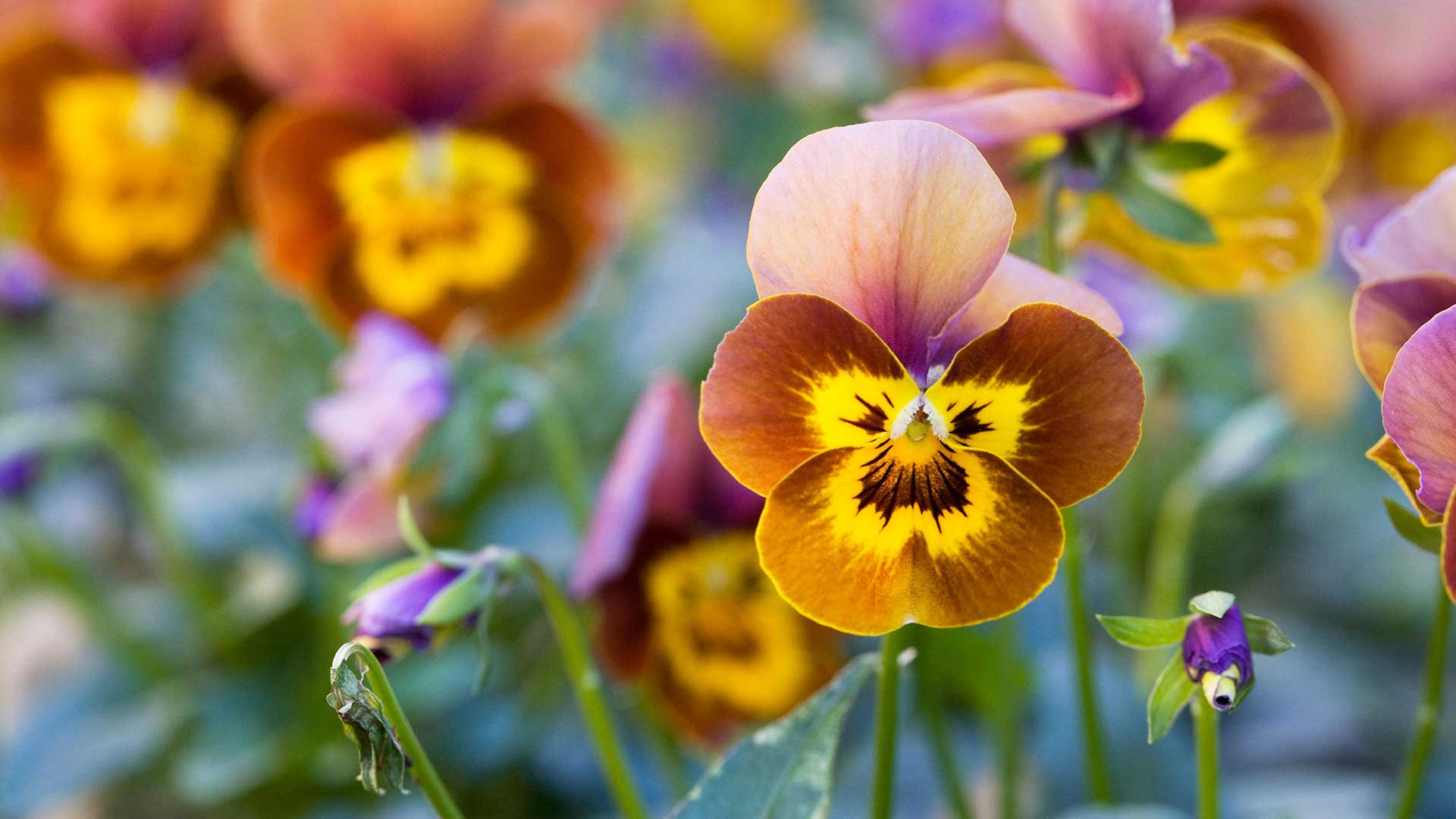 viola flowers