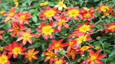 Red and yellow flowers of bidens (tickseed) against their lush green foliage