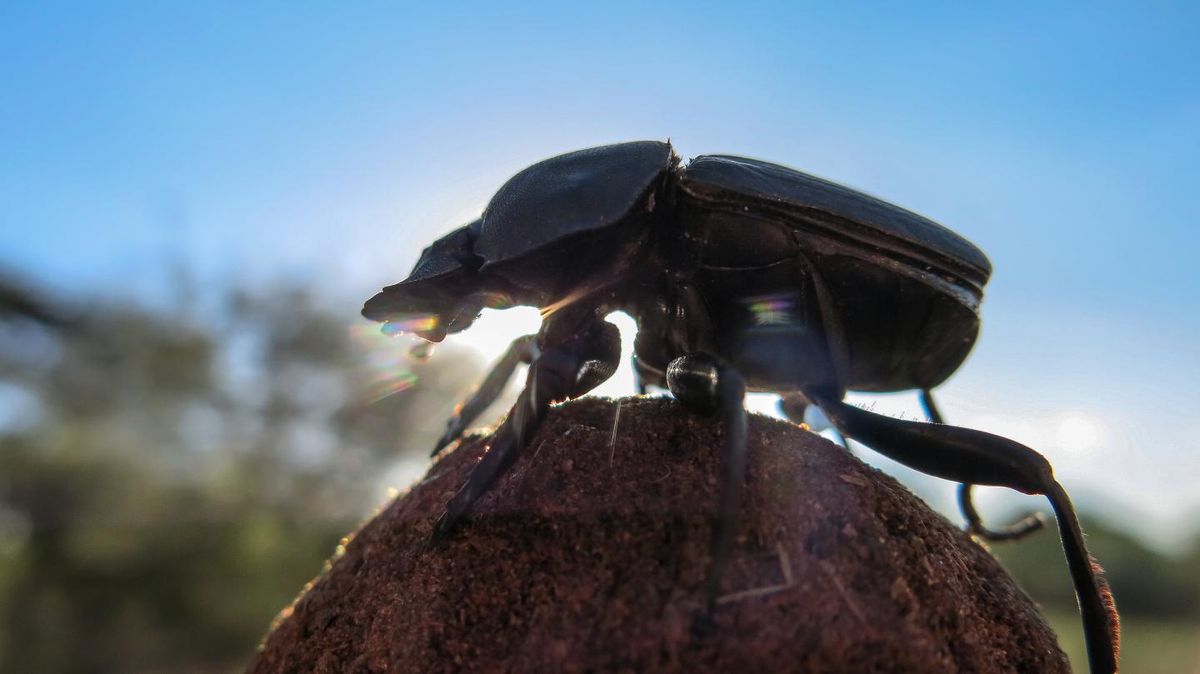 Dung Beetle