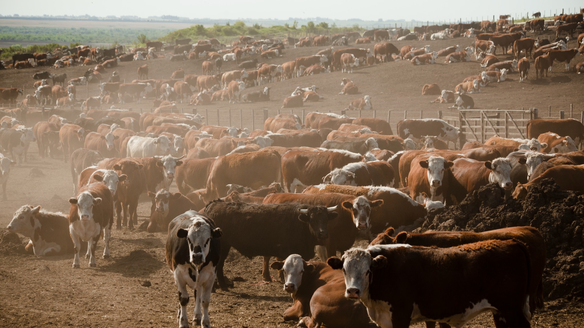 Cows contribute to global warming through methane emissions