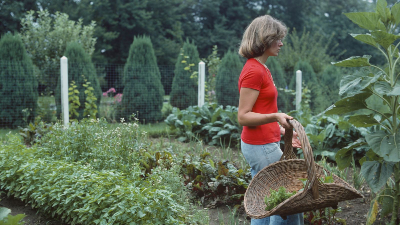 Martha Stewart in her vegetable garden 1976