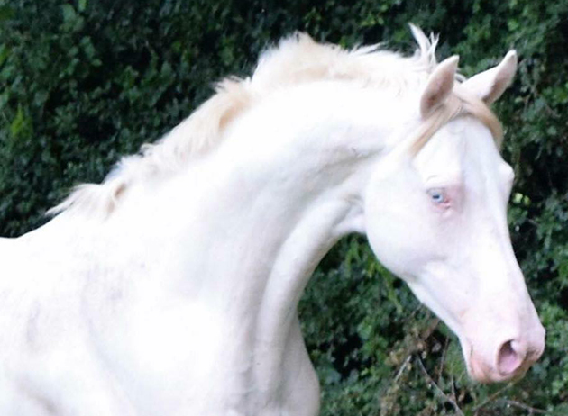 twinfoalsire