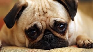 Dog depression: Pug lying on the floor looking sad