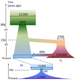 A reconstruction history of Ashkenazi Jews and Europeans reveals the Ashkenazi descended from a "bottleneck" group that was a mix between Europeans and Middle Easterners.