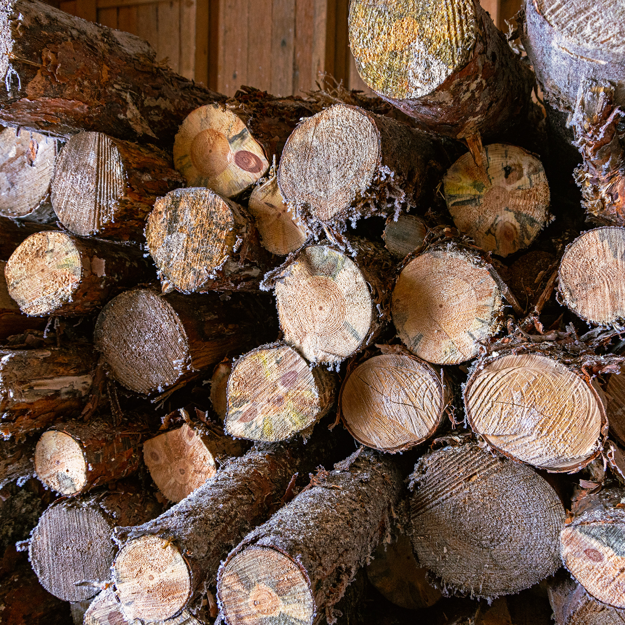 wet frozen logs in a log pile